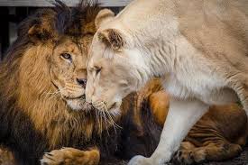 Lion Was So Sick She Almost Died But Then She Found Love Lion Love Lion Lion Pictures