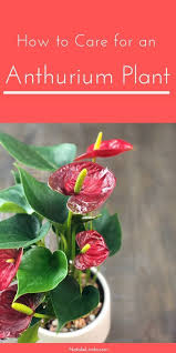 Check spelling or type a new query. Anthuriums How To Care For This Long Blooming And Tropical Houseplant Natalie Linda Household Plants Plant Care Houseplant Anthurium