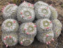 Image result for Walleria mackenziei