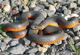 Species of reptile (en) diadophis punctatus (tr); Reptilienbilder De Das Bildarchiv Der Terrarisik Und Reptilien