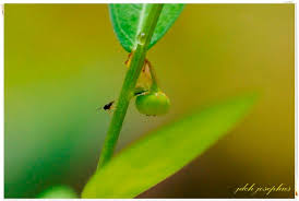 Image result for Phyllanthus loandensis