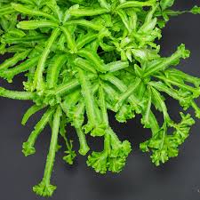 Image result for Pteris