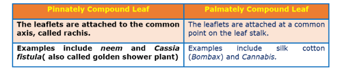 Botanically, pinnation is an arrangement of discrete structures (such as leaflets, veins, lobes, branches, or appendages) arising at multiple points along a common axis. Which Of The Following Is An Example Of Pinnately Compound Leaf