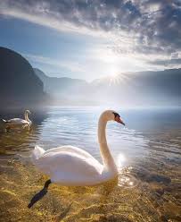 These are perfect images to send. Alessandro On Twitter Good Morning My Dear Friends Photos Photography Morning Sunrise Swans