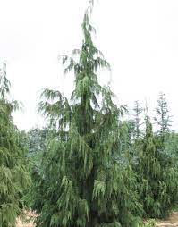 Check spelling or type a new query. Weeping Alaska Cedar Weeping Evergreen Trees Evergreen Garden Weeping Alaskan Cedar