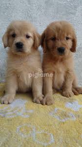 Golden retriever in leitrim €2,300 beautiful golden retriever female and male pups for sale. Golden Retriever Puppies For Sale In Kitengela Pigiame