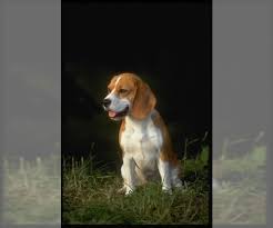 Search minnesota dog rescues and shelters here. Beagle Puppies For Sale In Usa Page 1 10 Per Page Puppyfinder Com