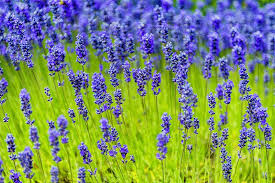 9 Types Of Lavender A Visual Guide Trees Com Lavender Plant Types Of Lavender Plants Plants