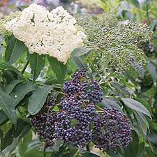 Feb 12, 2021 · specializing in pawpaw trees, mulberry trees, fig trees, apple trees, elderberry plants, fruit trees, berry plants and certified organic trees for sale online. 7 Top Elderberry Varieties To Grow In Your Backyard Gardener S Path