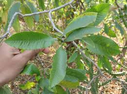 Image result for Gardenia resinifera