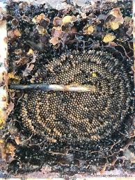 Less bees inside the beehive means at least three things opening the hive for long periods of time should be avoided. Brood Temperature Monitoring Native Bee Hives