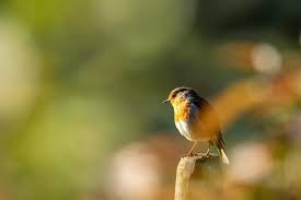 Oiseau Tres Commun Sous Nos Latitudes Le Rouge Gorge S Invite Parfois Dans Nos Jardins Mais Saviez Vous Cabane Pour Hiver Oiseaux Des Jardins Nourrir Oiseaux