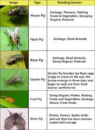 common fly identification chart visual ly