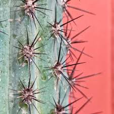 Image result for Pycreus aethiops