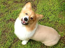 New Haircut Ideas For My Corgi S Corgi Dog Corgi Pup