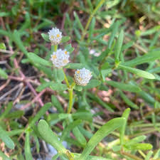 Image result for Solanum torreanum