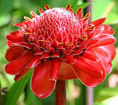 Tanaman Kecombrang Honje Torch Ginger Bunga Eksotis Gambar Bunga Bunga