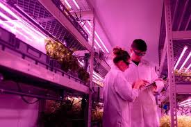 Check spelling or type a new query. Cannabis Cultivation Lighting 101 Creating Sunshine Indoors
