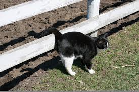 Getting rid of cat odors in carpets and furniture is key to getting your house to smell fresh and clean. 5 Cat Marking Behaviors That Might Surprise You Catster