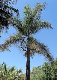 Image result for Wodyetia bifurcata