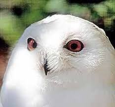 The owl of harry potter, whose name was buckle, waspolar. Harry Potter S Owl Name