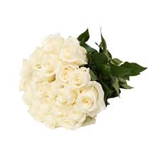 Find fresh fixes for a cleaner space. White Roses 50 Cm Fresh Cut Flowers 50 Stems By Bloomingmore Walmart Com Walmart Com