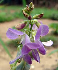 Image result for Desmodium incanum