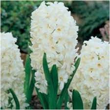 Petals penciled with purple near bases. Hyacinthus Standard Carnegie Bulb Perennial White Flowers Fragrant Zone 4