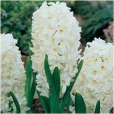 We did not find results for: Hyacinthus Standard Carnegie Bulb Perennial White Flowers Fragrant Zone 4
