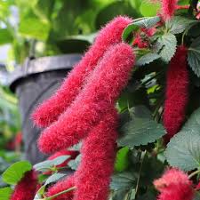 Image result for Acalypha hispida