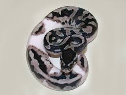 Currently, the cost can range from $200 to $15,000. Axanthic Pied Morph List World Of Ball Pythons