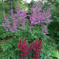 Giant Astilbe In Jim S Woodland Garden Shade Plants Woodland Garden Plants