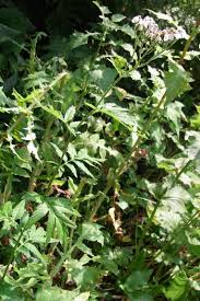 Image result for Anisopappus kirkii