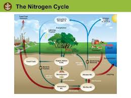Soil Biology Nitrogen Cycle Nitrogen Fixation Biology