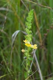 Image result for Alectra sessiliflora