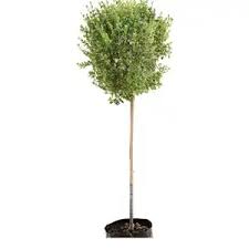 Image result for Freylinia