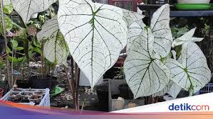 Jangan ditaruh di dalam rumah ya! 10 Tanaman Hias Daun Outdoor Dan Indoor Yang Populer