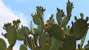 El consumir la sabila nos ayuda a estar más fortalecidos frente a la presencia de bacteria o virus. Para Que Sirve El Te De Nopal Y Sabila Lo Bueno De La Sabila Y Nopal Https Youtu Be L Xnippgags Cactus Plants Secret Garden Plants