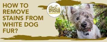 How To Remove Stains From White Dog Fur Detailed Answer