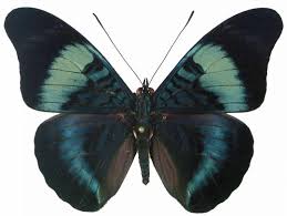 Image result for Phaulopsis sangana