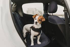 The dog should be able to feel the leash when it is attached to them.4. 15 Best Dog Car Harnesses For 2021 Shop Now