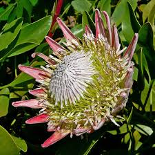 Image result for Protea enervis