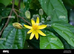 Image result for Glyphaea