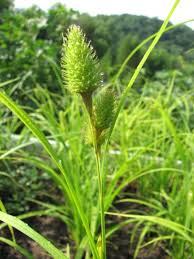 Image result for Carex johnstonii