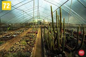 Plants are listed in early spring, availabilities may change during the season. 1001 Things About North Bengal North East India Bhutan