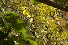 Image result for Cyphostemma kirkianum