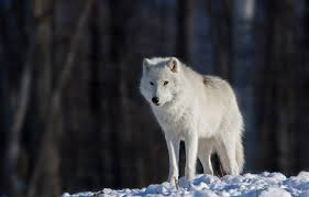 We've gathered more than 5 million images uploaded by our users and sorted them by the most popular ones. Wallpaper Eyes Snow Eyes Snow Bokeh Bokeh White Wolf White Wolf Images For Desktop Section Zhivotnye Download
