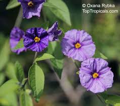 Image result for Lycianthes rantonnetii