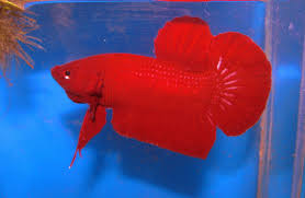 The ancestors of all betta fish, plakat bettas have shorter tails with round or spade shapes. Betta Fish Colors The Fish Doctor