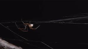 Female Black Widows Have A Murderous Reputation But Do The Males Have It Coming Aeon Videos